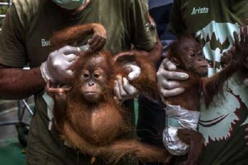Indonesia’s nature reserve welcomes new baby orangutan
