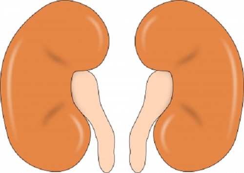 Rising kidney disease demands urgent focus on organ donation: Experts