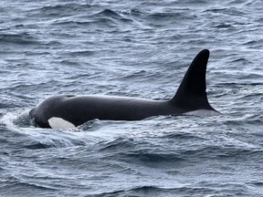 Rare orca pod spotted off coast of Sydney