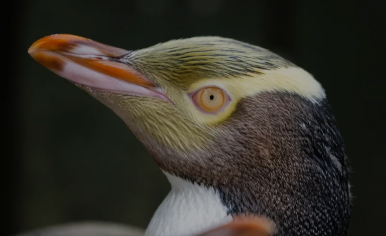 Yellow-eyed Penguin Named New Zealand’s Bird of the Year