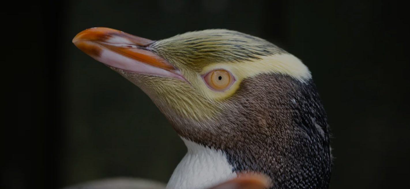 Yellow-eyed Penguin Named New Zealand’s Bird of the Year