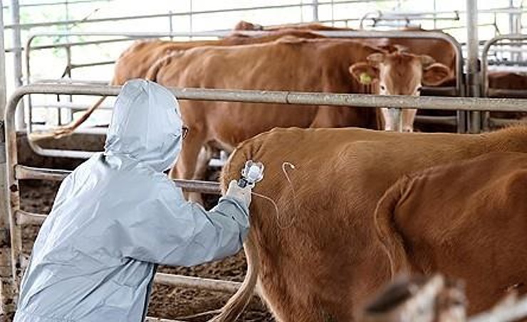South Korea Reports Another Case of Lumpy Skin Disease