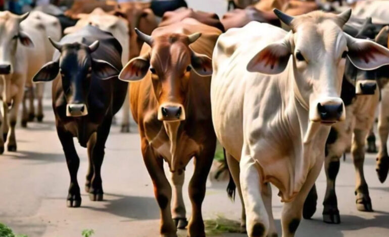 20+ cows found dead in suspicious circumstances at gaushala in Phagwara, Punjab: community outraged