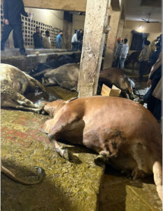 20+ cows found dead in suspicious circumstances at gaushala in Phagwara, Punjab: community outraged 