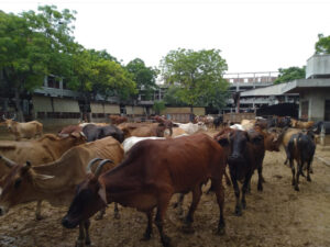 20+ cows found dead in suspicious circumstances at gaushala in Phagwara, Punjab: community outraged 