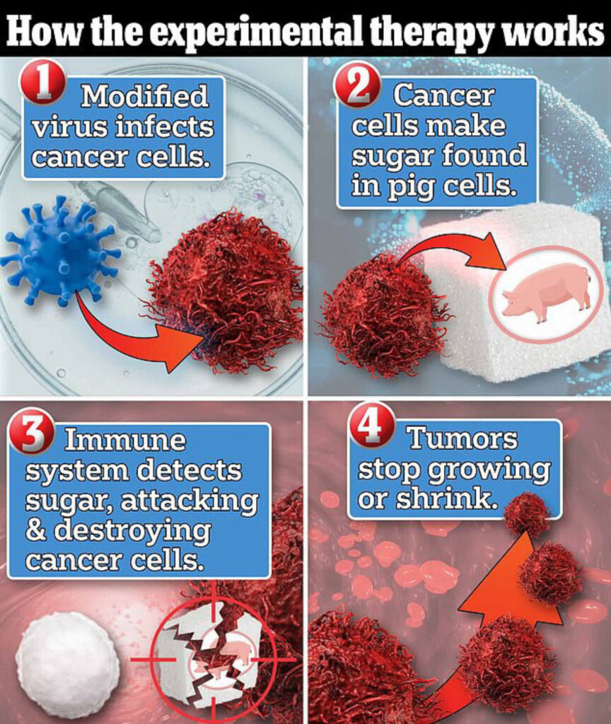 Potential cancer breakthrough: Novel virus therapy shows promise in shrinking tumors