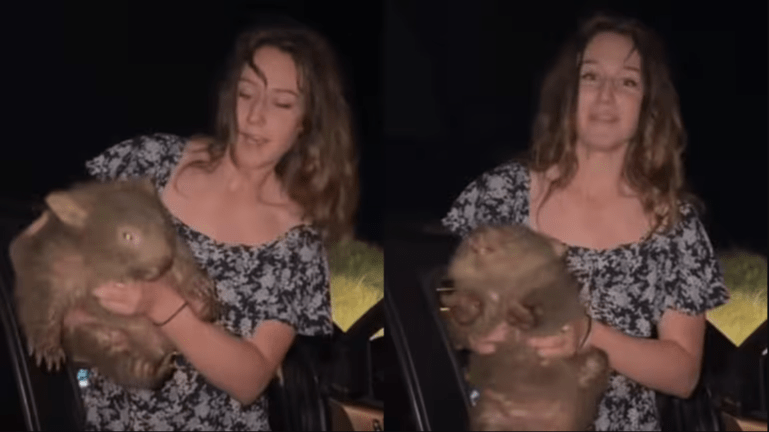 US influencer apologises for picking up baby wombat in Australia