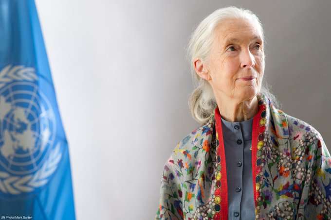 World mourns legendary primatologist Jane Goodall’s passing at 91