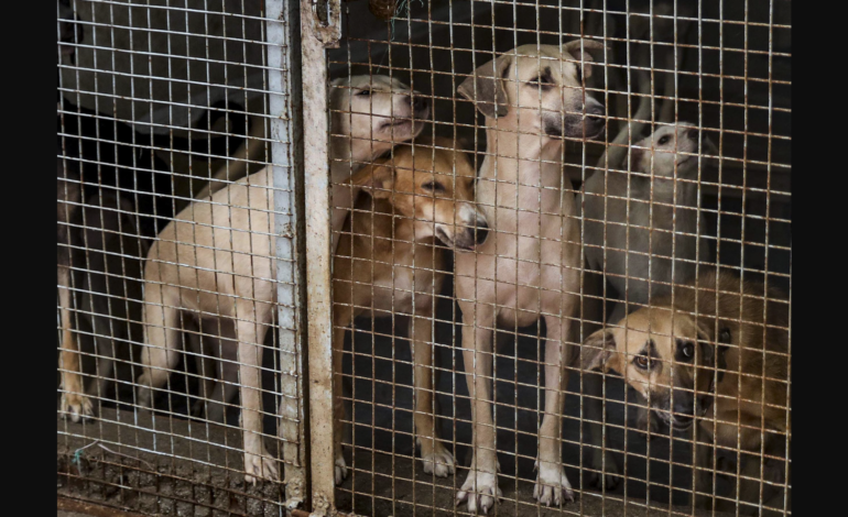 India’s stray dog crisis demands urgent, humane and coordinated reform
