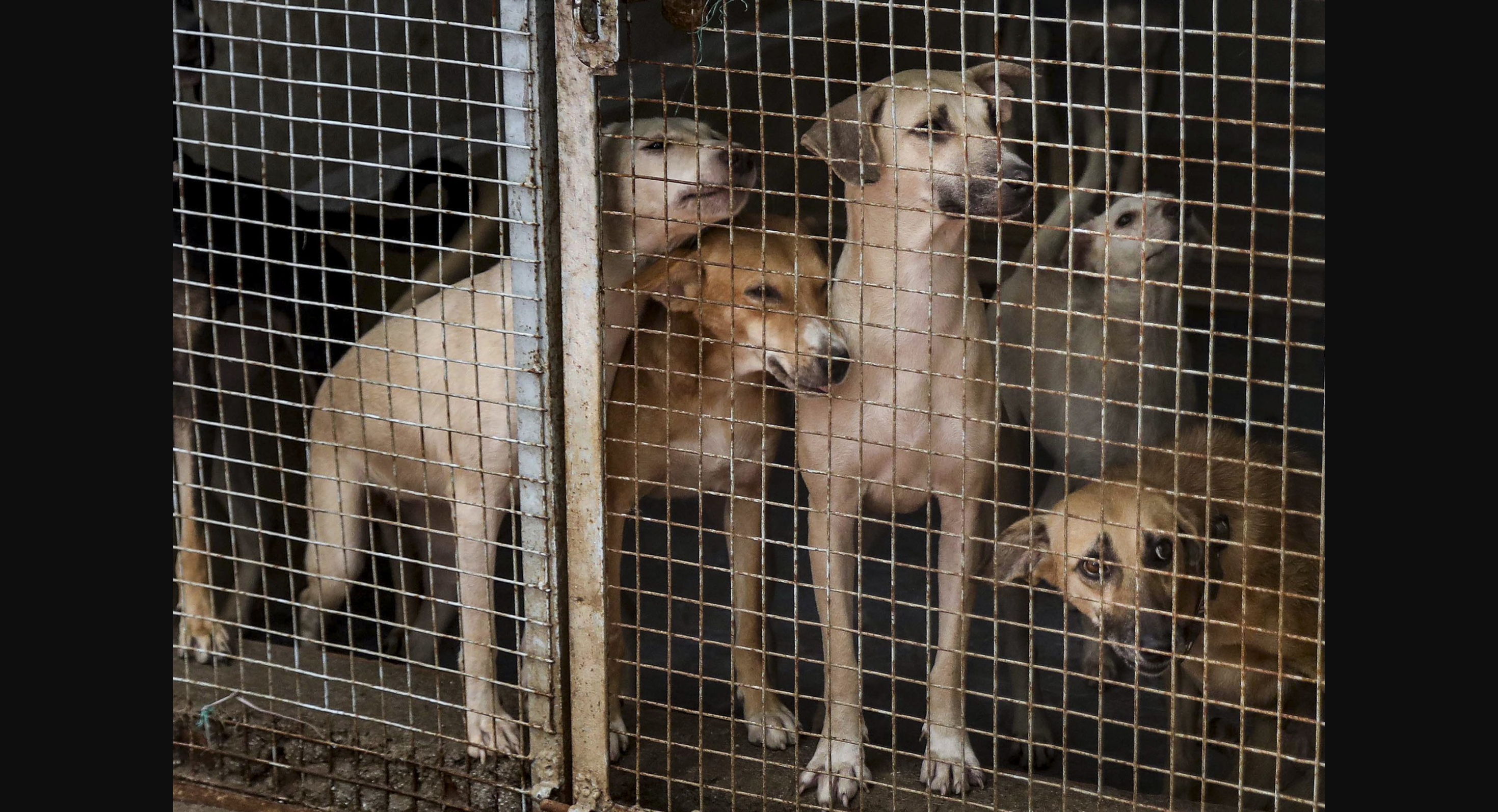 India’s stray dog crisis demands urgent, humane and coordinated reform