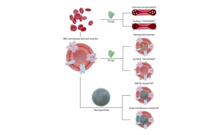 Universal artificial blood: Where science stands today