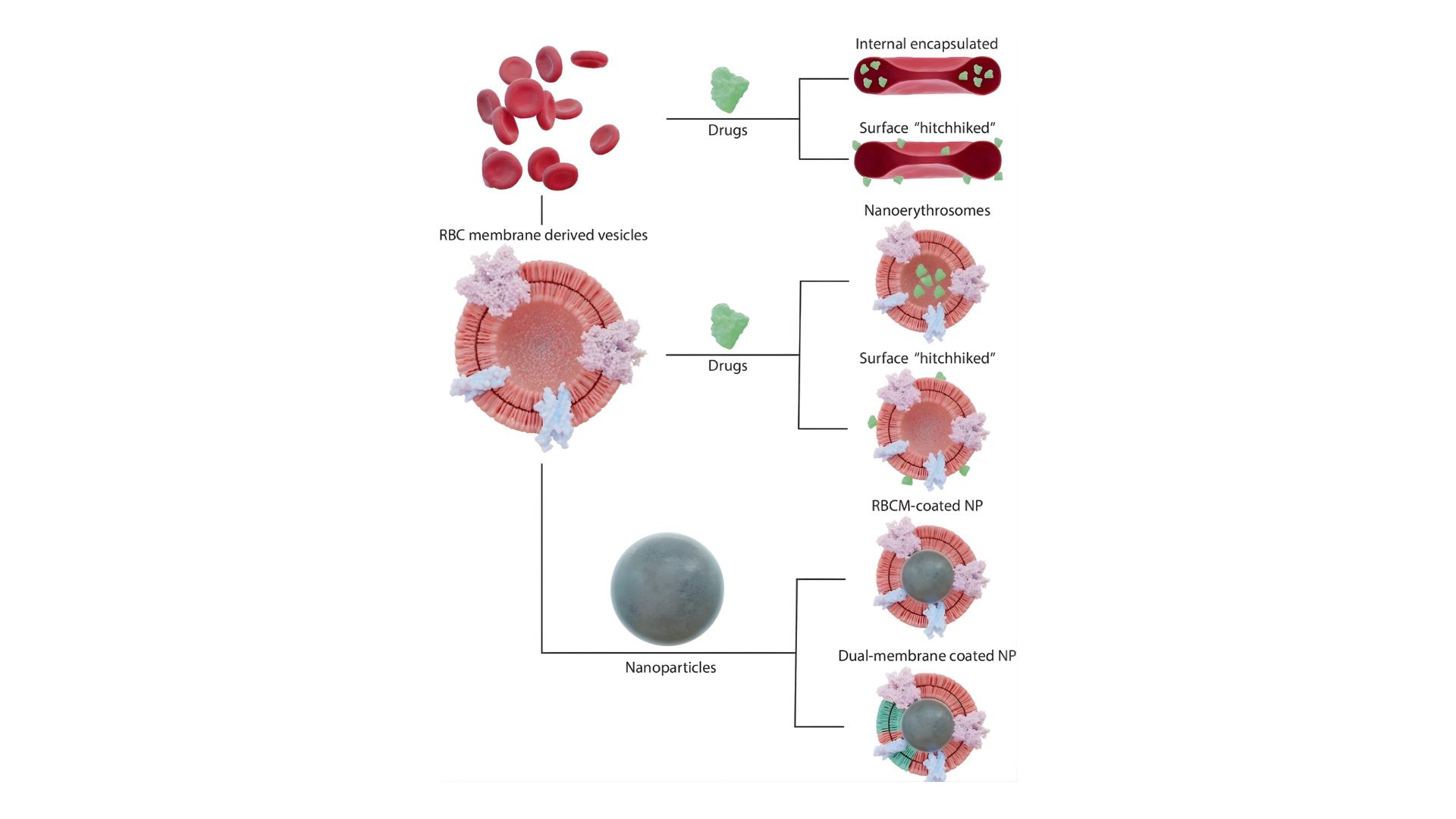 Universal artificial blood: Where science stands today
