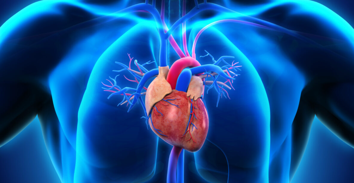 Healthy Heart, Healthy Life: Part 2: Coronary artery disease (CAD): The silent killer you can prevent